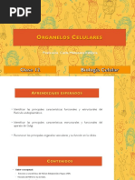 Clase 12 - Organelos Celulares