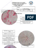 Practica 08 Esporothrix Cladosporium Fonsecaea Phialophora Rinocladiella Curvularia 8 Agosto 2022