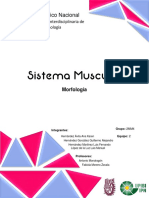 P8 - Sistema Muscular