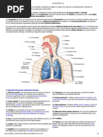 08 Respiración