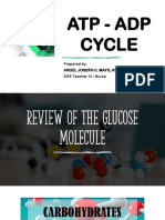Atp Adp Cycle