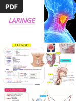 Laringe - Anatomía