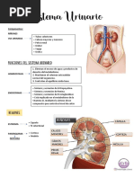 Sistema Urinario