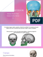 Maxilar Inferior Anatomía