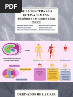 Grupo 7 - de La Tercera A La Octava Semana - Periodo Embrionario - Veridica