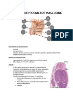 APARATO REPRODUCTOR MASCULINO-Macias-Hernandez-Monica-Sinai