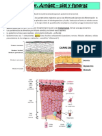 CLASE PIEL Y FANERAS - DR ARNAEZ Resumen Borrador 1