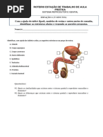 08 Roteiro - Sistema Reprodutor e Genital