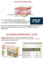 1a-Sistema Tegumentar YA