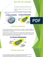 Clasificación de Las Células