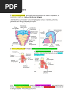 Sistema Respiratorio