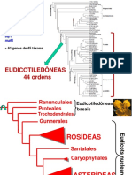 Aula Teorica 10 - Eudicots - RosideasFabideas - 2017