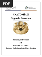 ANATOMÍA II-Disección 2