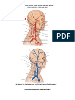 Worksheet 3 Gross Anatomy Head & Neck