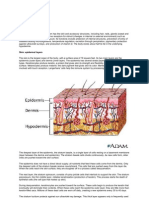 Skin (Integumentary System)