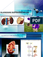 Tema 6 Adrenales