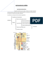 Histología Del Riñón