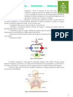 8-Sistema de Nutrición-Sistema Respiratorio