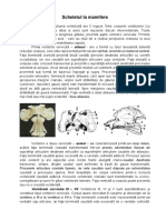 Anatomie Comparată Biologie Curs 6.3. Scheletul La Mamifere