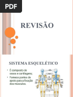 Revisão Anatomia