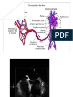 Morfo Cardiovascular