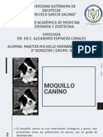 Moquillo Canino, Maritza Hernández 3B