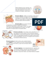 Nervio Craneal