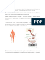 1.3 Sistema Muscular