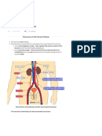 Kidney Structure (14.1.3) EdExcel A Level Biology Revision Notes 2022 