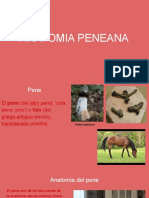 Anatomía Peniana