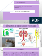 Sistema Excretor