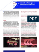 Anatomía y Fisiología de LA REPROD. BOVINA