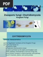 Chytridiomycota PDF