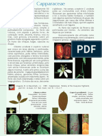 PFRD 1999 Capparaceae PDF