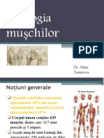 Fiziologia Muschilor - Point Presentation