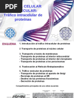 9 Teórica Tráfico de Proteínas PDF