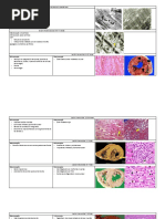 Infarto Por Hora - Anatomia Patologica