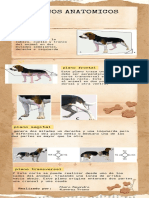 Infografía Incidencias Radiografías en Veterinaria