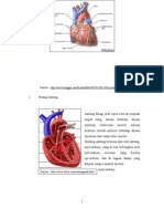Anatomi Jantung
