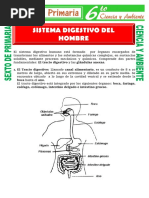 Sistema Digestivo Del Hombre para Sexto de Primaria