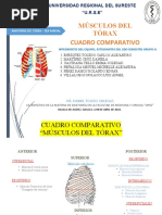 Cuadro Comparativo - Músculos Del Tórax - Anatomía