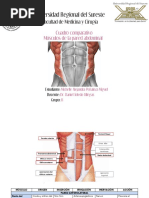 Cuadro Comparativo Músculos de La Pared Abdominal