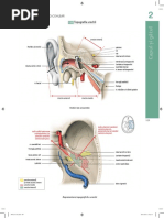 Pierre Kamina - Atlas de Anatomie-Ureche