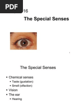 Lecture 16 - Special Senses