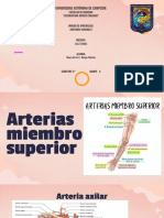 Arterias de Los Miembros Toracicos