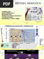 Clase # 1 Sistema Hemático