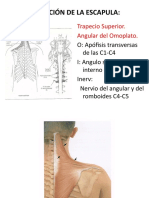 Musculos de Escapula y Tronco 2018 I