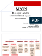 Biocel - Mapa Conceptual - Organelos Endomembranosos