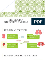 3.1 - The Digestive System