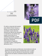 El Cultivo de Lavanda